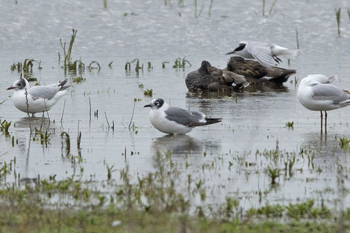 Franklin's Gull