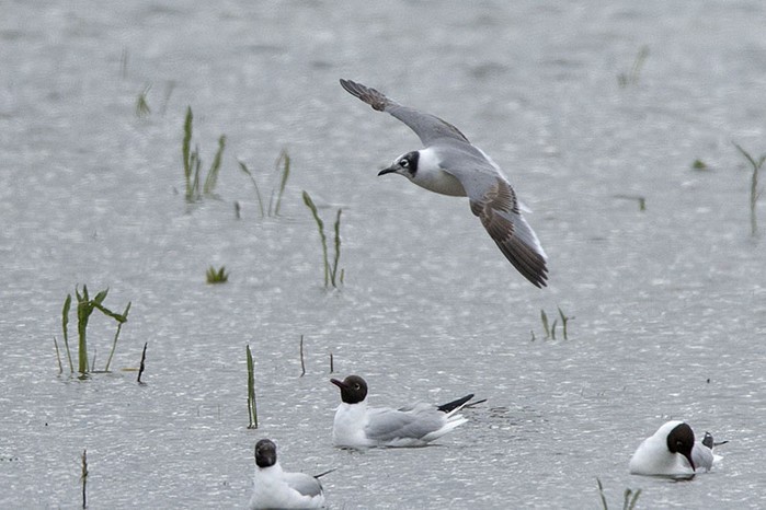 Franklin's Gull