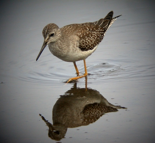 Lesser Yellowlegs