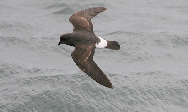 Storm Petrel
