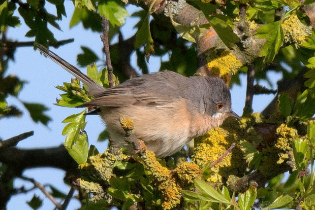 Western Subalpine Warbler