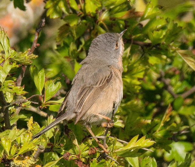 Western Subalpine Warbler