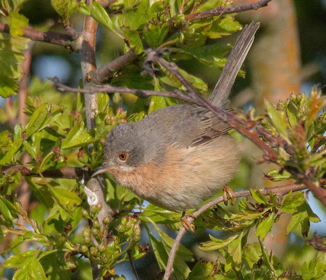 Western Subalpine Warbler