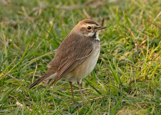 Bluethroat