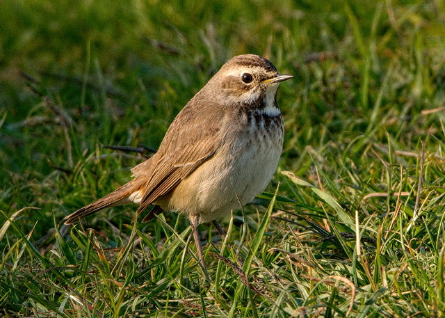 Bluethroat