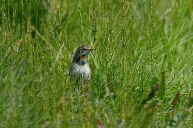 Red-spotted Bluethroat