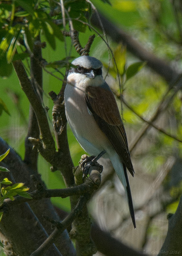 Red-backed Shrike