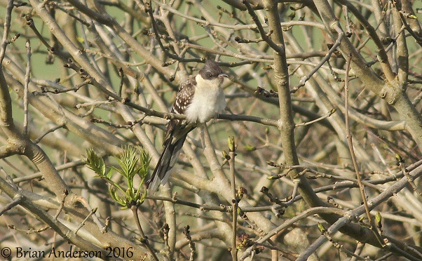 Great Spotted Cuckoo