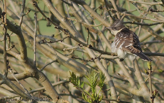 Great Spotted Cuckoo