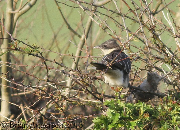 Great Spotted Cuckoo