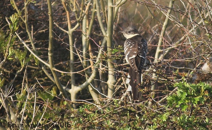 Great Spotted Cuckoo