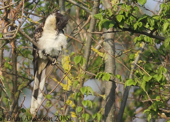 Great Spotted Cuckoo