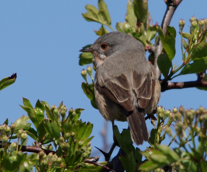 Western Subalpine Warbler