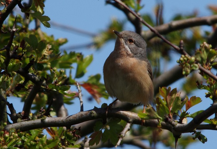 Western Subalpine Warbler