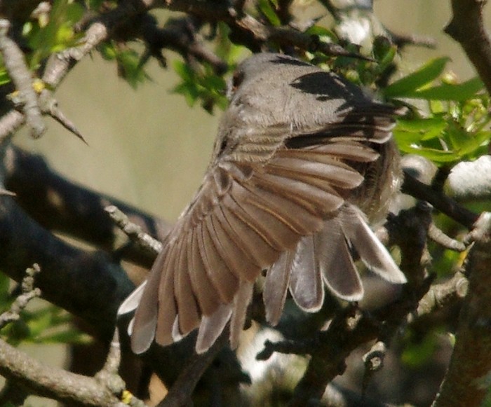 Western Subalpine Warbler