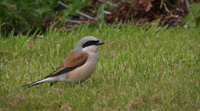 Red-backed Shrike