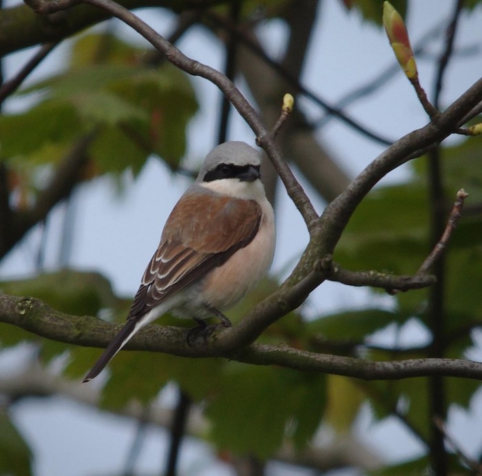 Red-backed Shrike