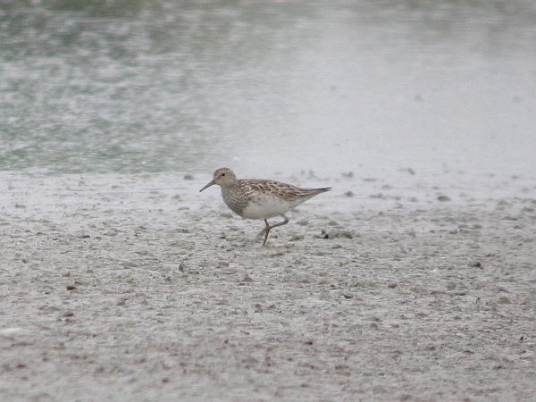Pectoral Sandpiper