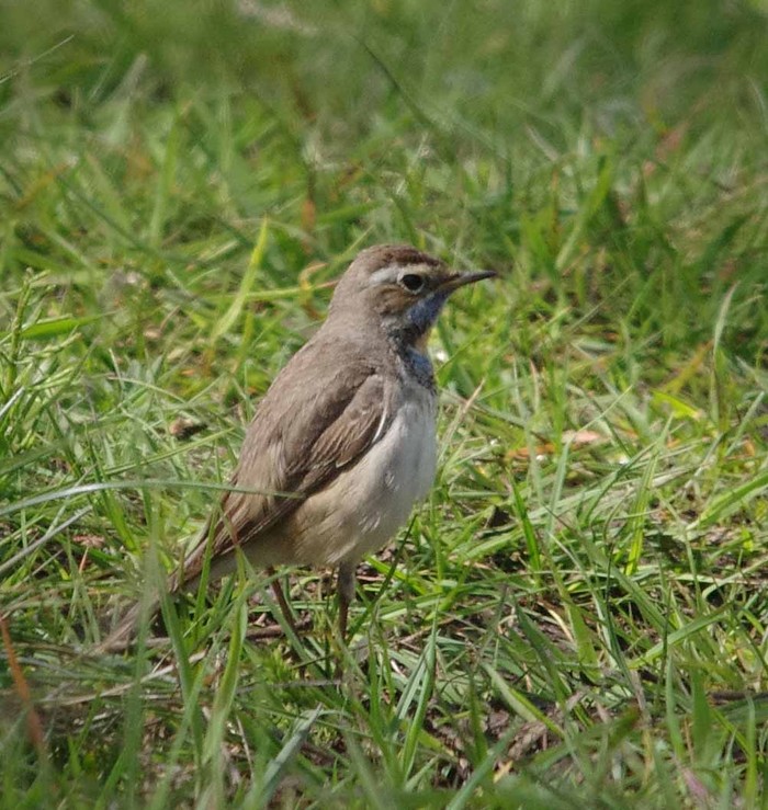 Red-spotted Bluethroat