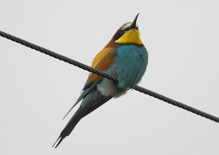 Bee-eater