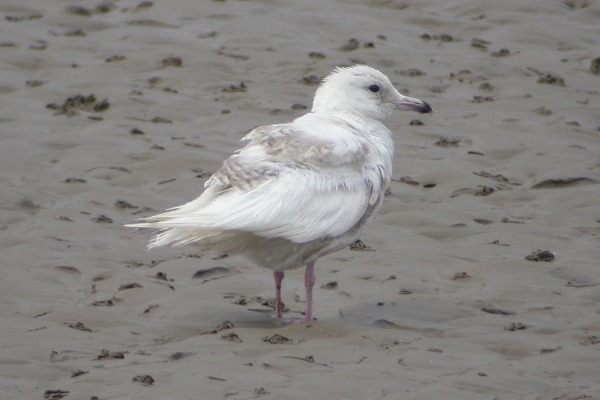Iceland Gull
