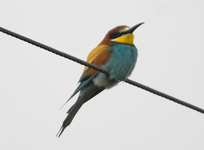 Bee-eater