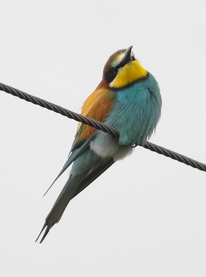 Bee-eater