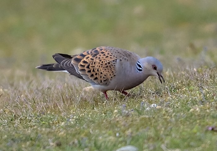 Turtle Dove