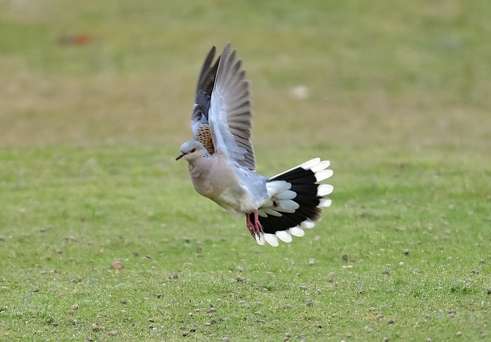Turtle Dove