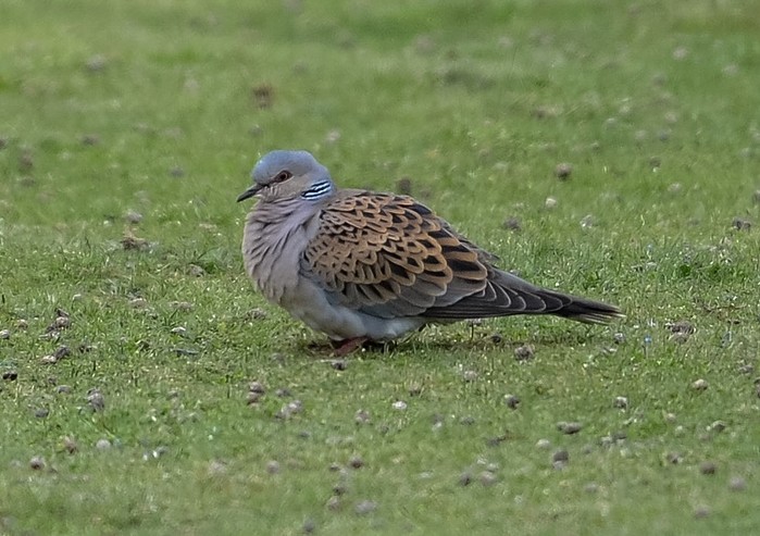 Turtle Dove