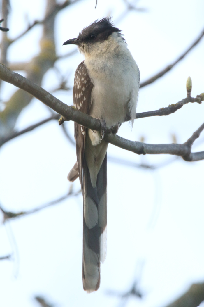 Great Spotted Cuckoo