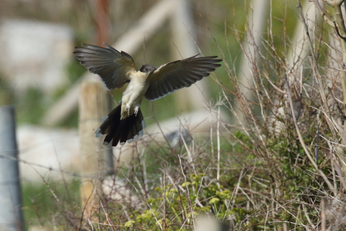 Great Spotted Cuckoo