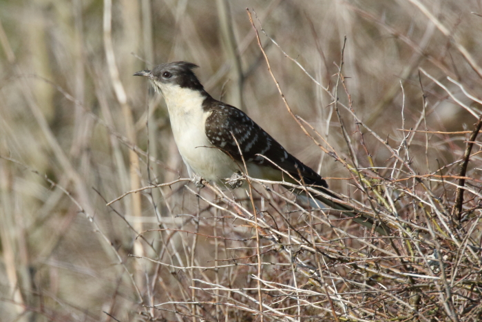 Great Spotted Cuckoo