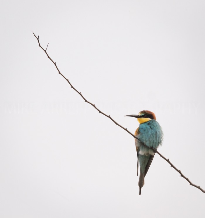 Bee-eater