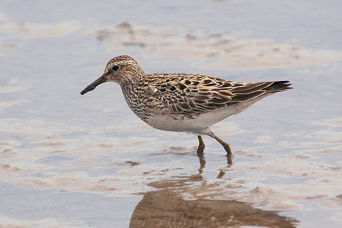 Pectoral Sandpiper