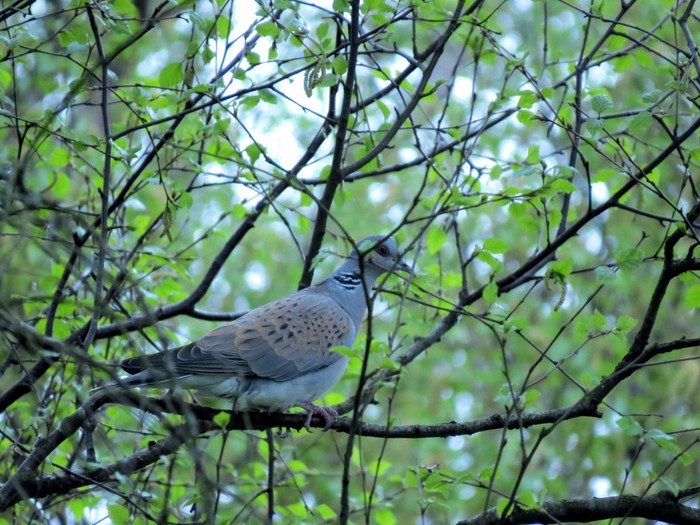 Turtle Dove
