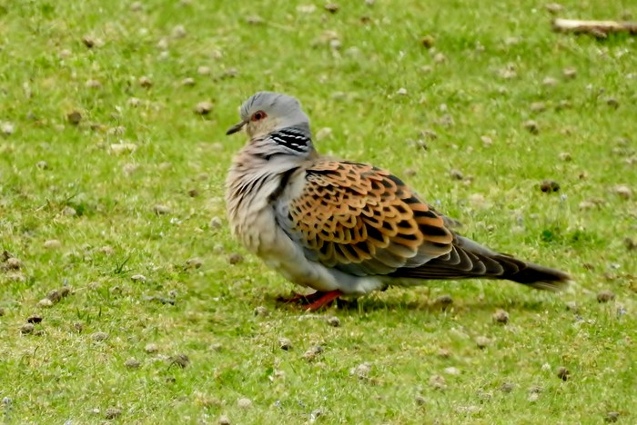 Turtle Dove