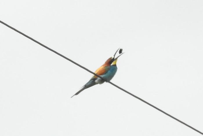 Bee-eater