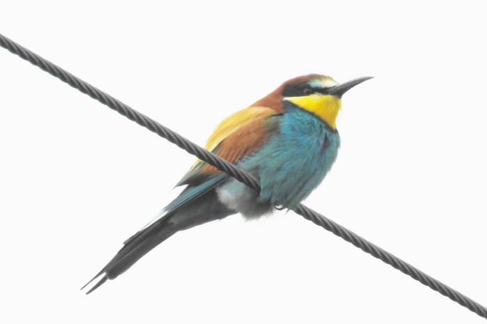 Bee-eater