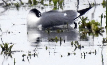Franklin's Gull