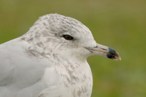 Ring-billed Gull