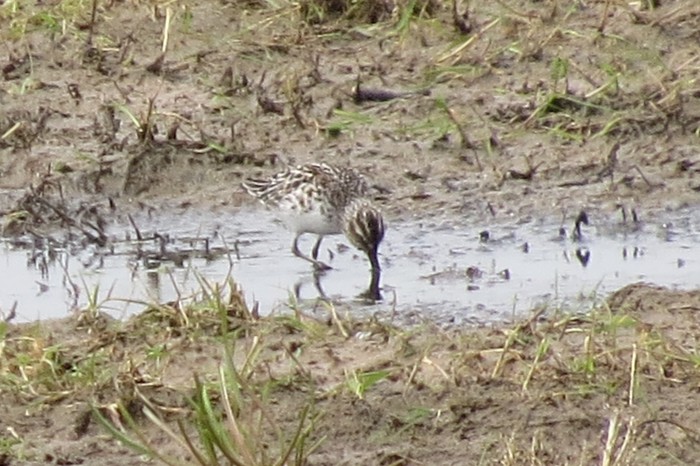 Broad-billed Sandpiper