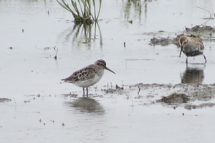 Broad-billed Sandpiper