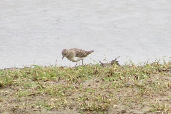 Temminck's Stint