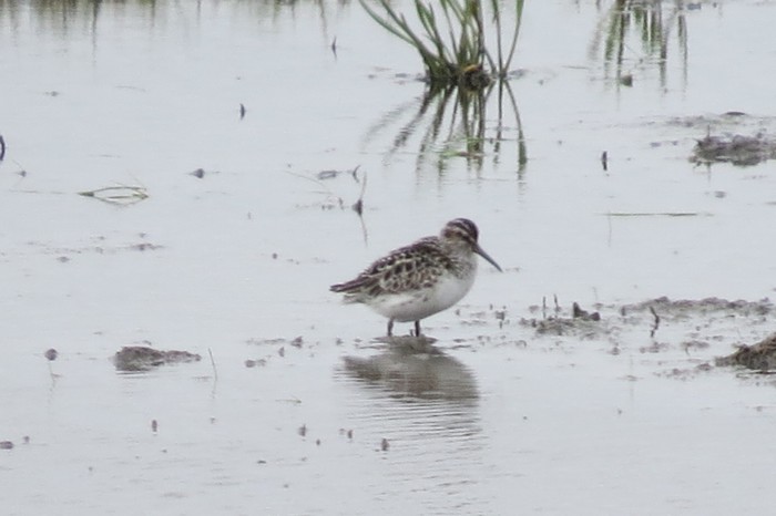 Broad-billed Sandpiper