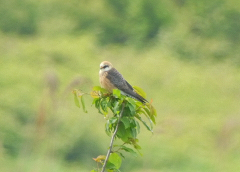 Red-footed Falcon