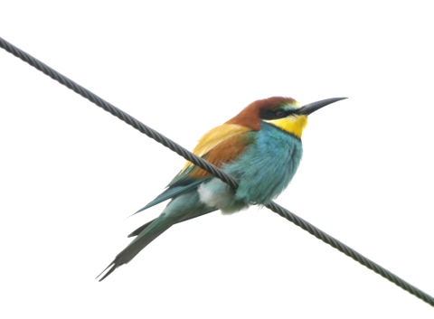 Bee-eater