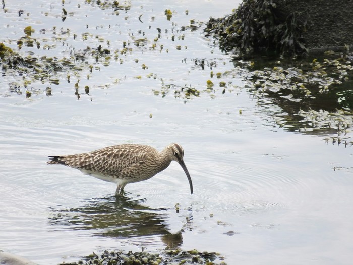 Whimbrel