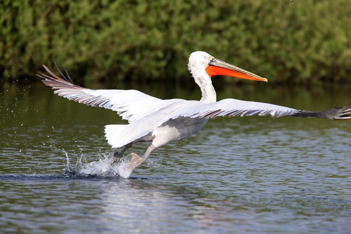 Dalmatian Pelican