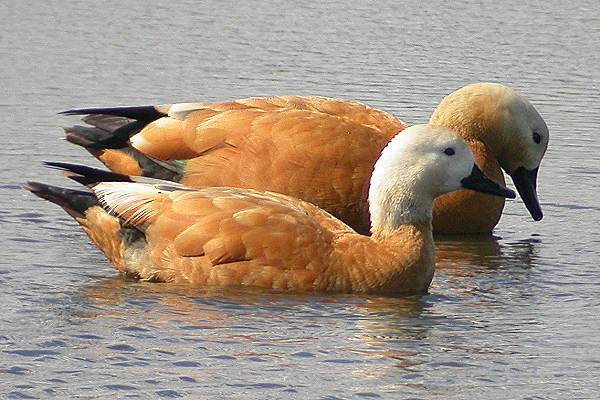 Ruddy Shelduck